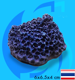 SeaSun DreamMagic (Decoration) Goniopora Coral GON-02-B