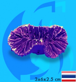 SeaSun DreamMagic (Decoraction) Frogspawn Coral Metallic Purple FRO-02-MP