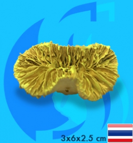 SeaSun DreamMagic (Decoration) Frogspawn Coral Metallic Yellow FRO-02-MY