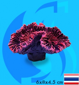 SeaSun DreamMagic (Decoration) OpenBrain Coral OPE-01-MP