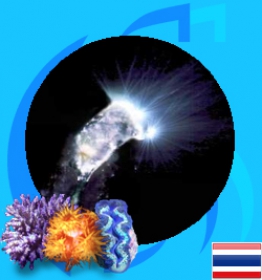 SeaSun (Food) Live Rotifer 1000ml